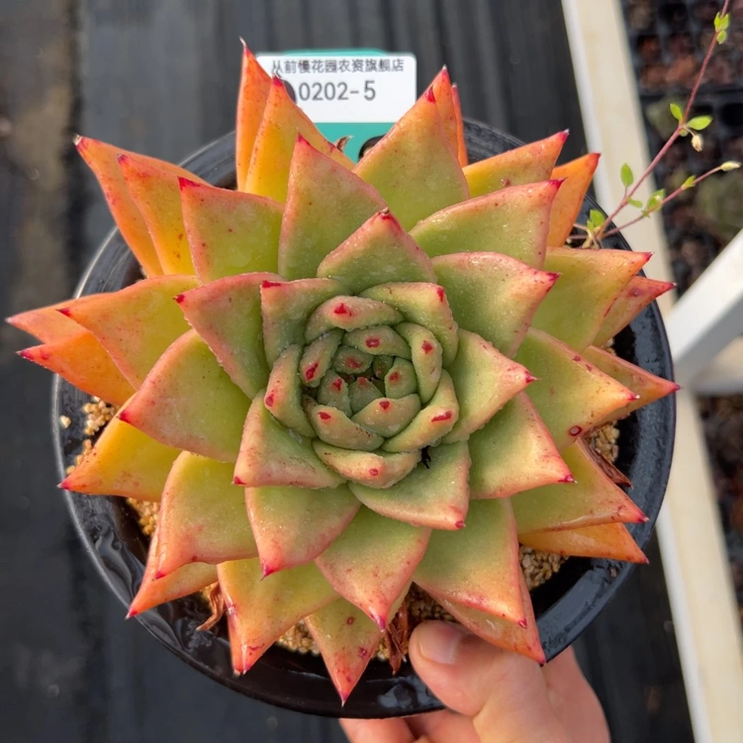 多肉一物一拍0201-5