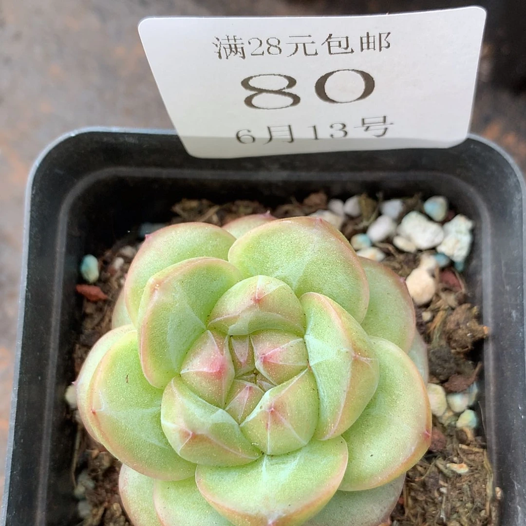 【闪购商品】云80号线