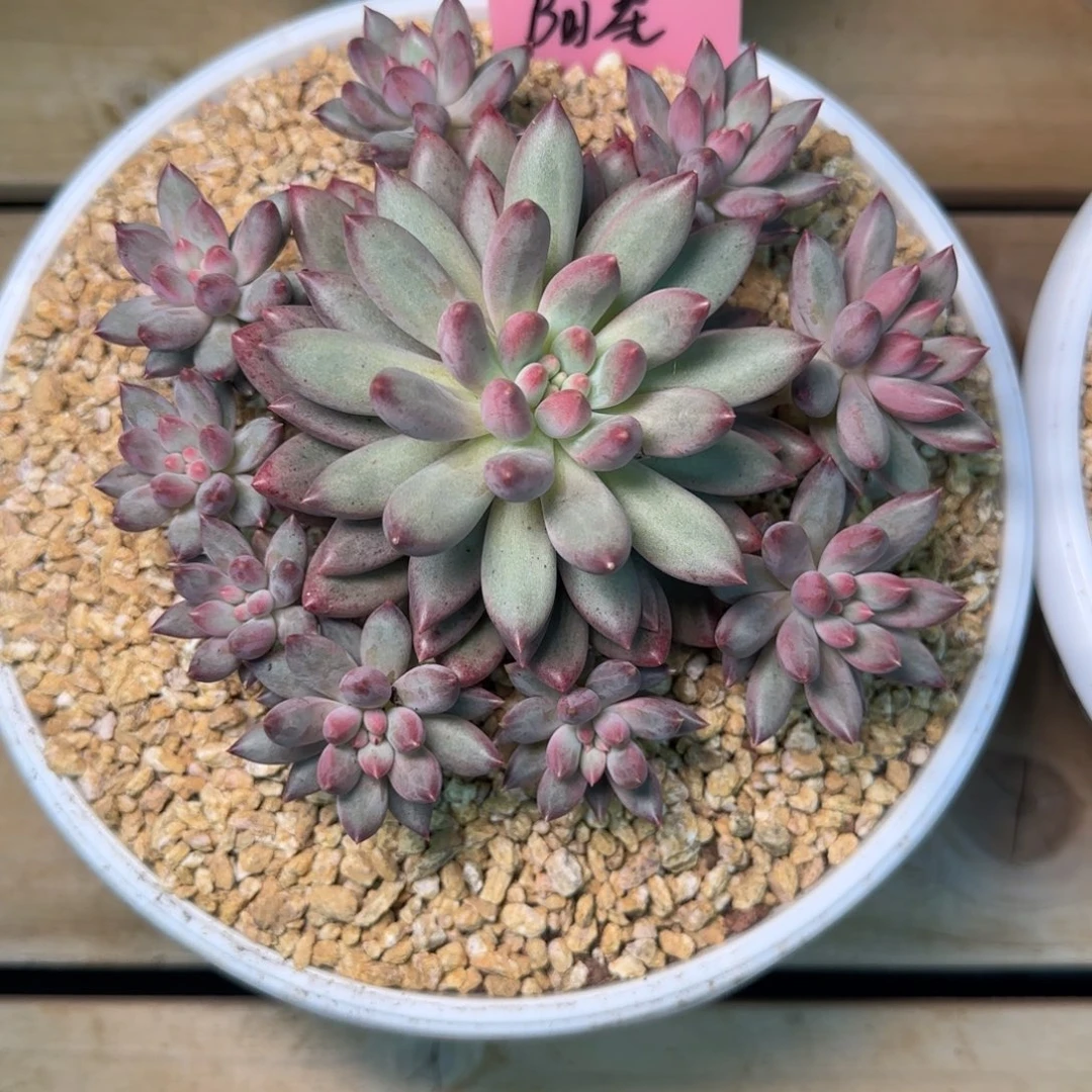 美人多肉植物多肉