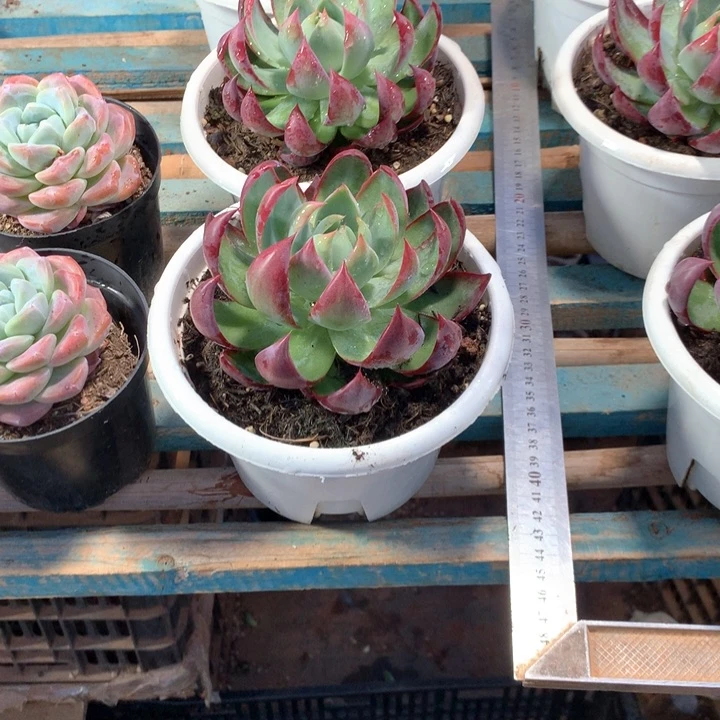 160盆超大惊鸿仙子19.9一颗