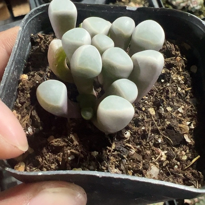 五十铃铃玉精品多肉