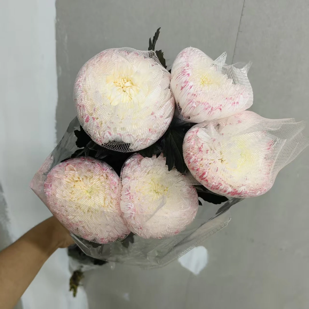5枝西柚红琉璃菊(吸色) 花期超长待机 两单顺丰冷链或京东快递