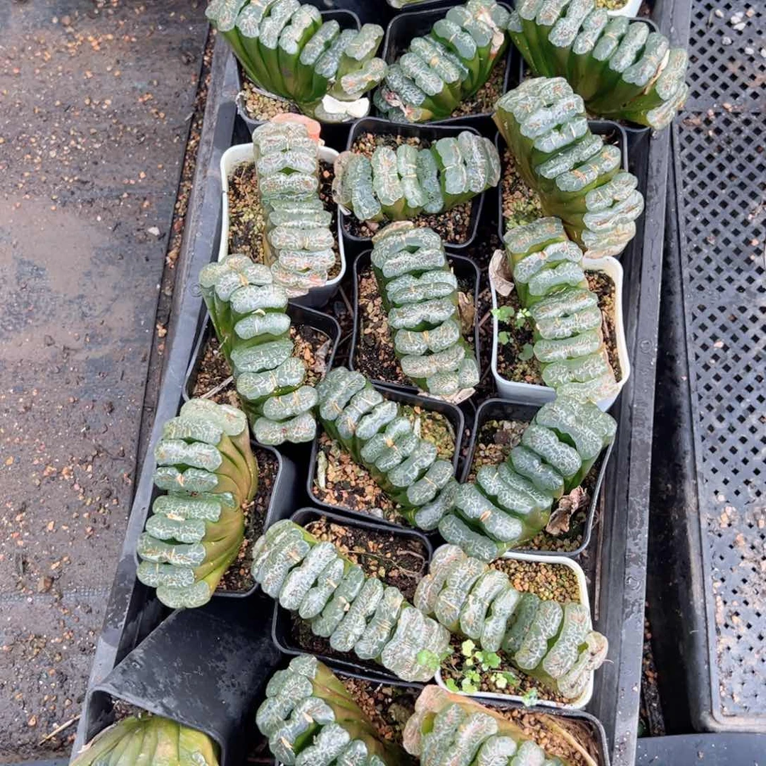 长乐多肉植物一颗