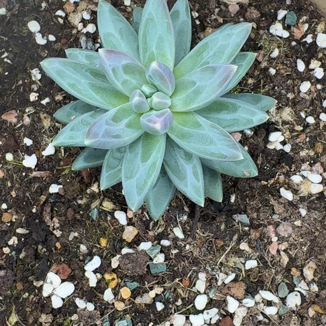 酷***多多多美肉一颗福利寄养