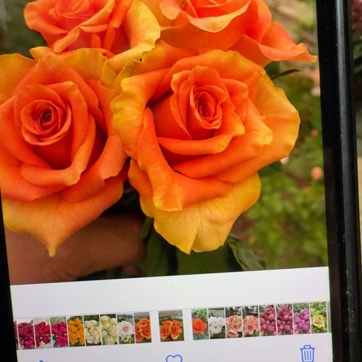 无花朵甜橙小苗扦插