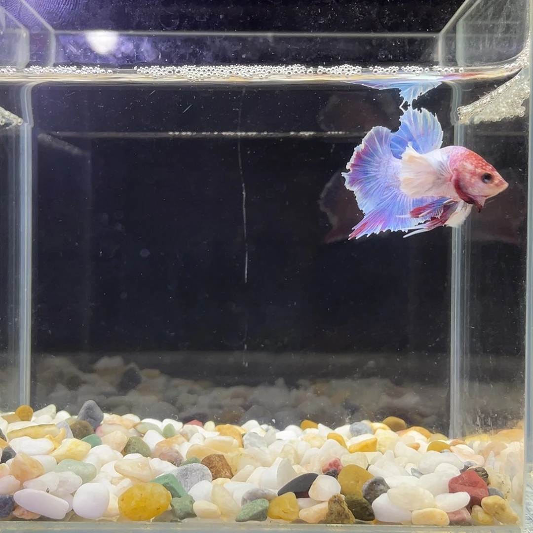 斗鱼星宸9月11日23号
