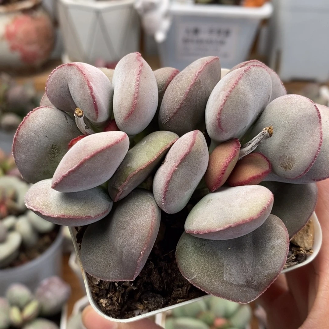 白肌红蛋双头水泡多肉植物