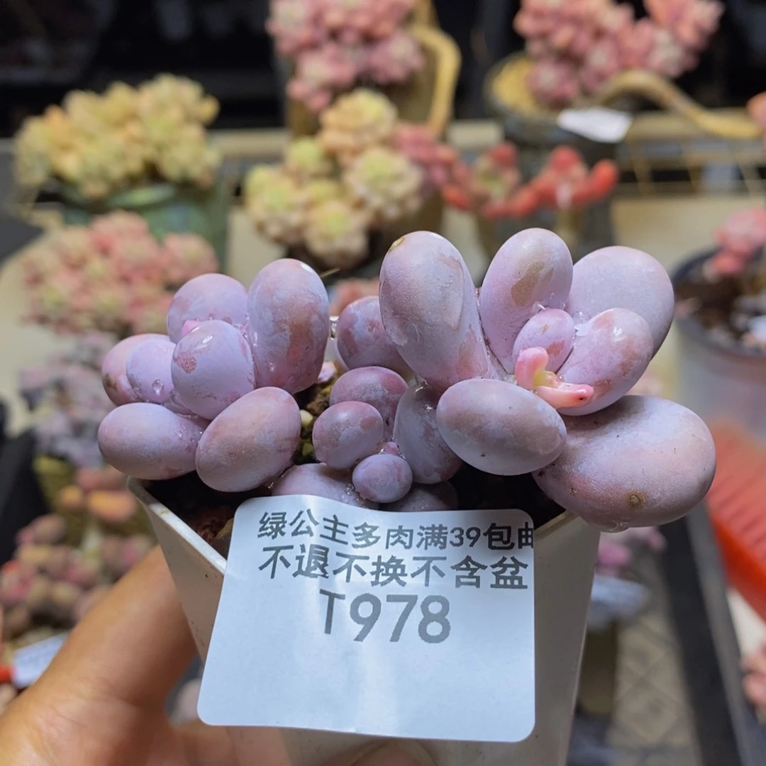978水光针多肉5c m