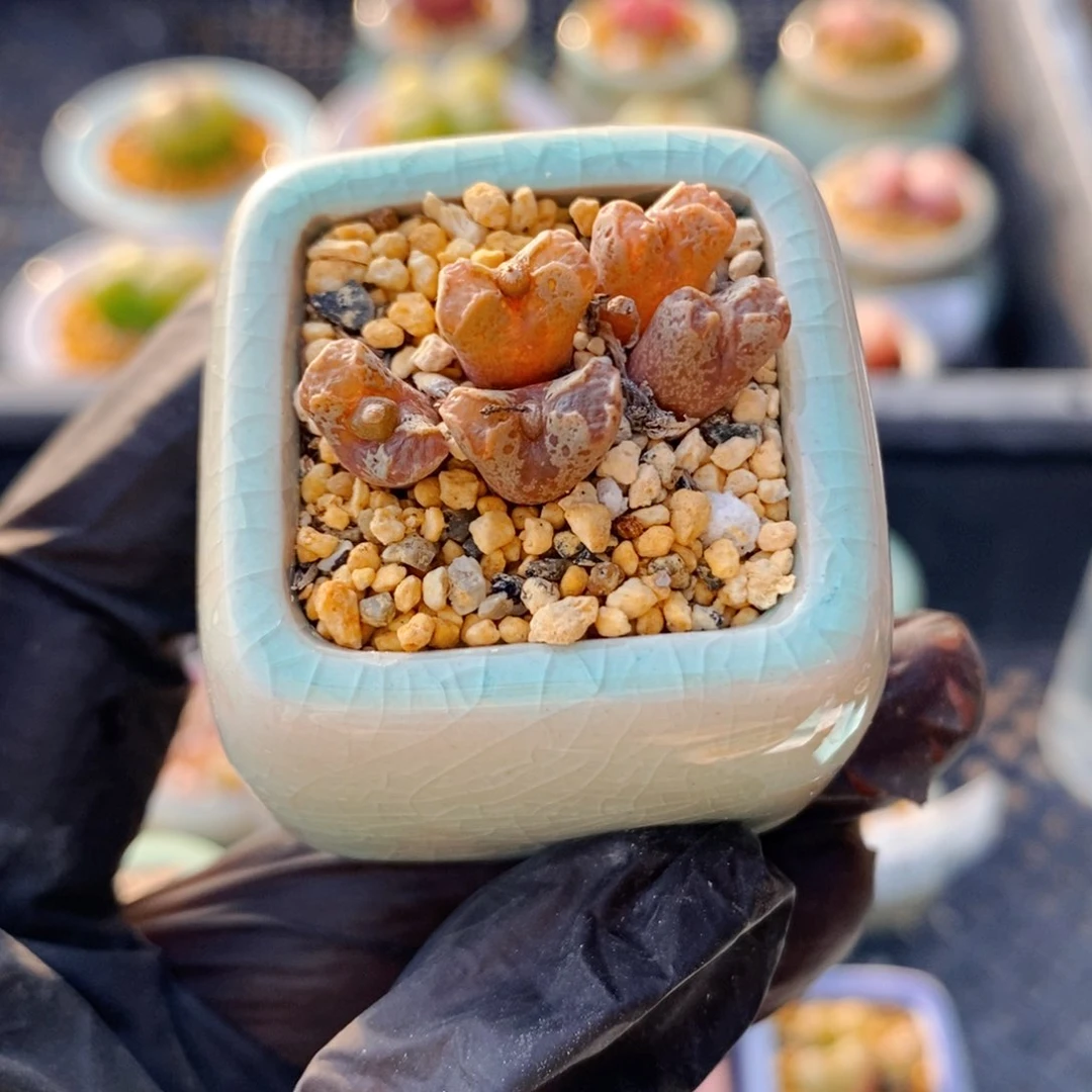 4640-一物一拍 带盆