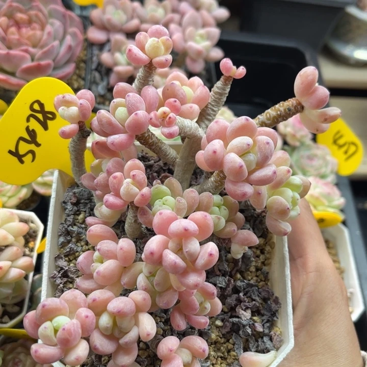 韩货罗琦老桩5428