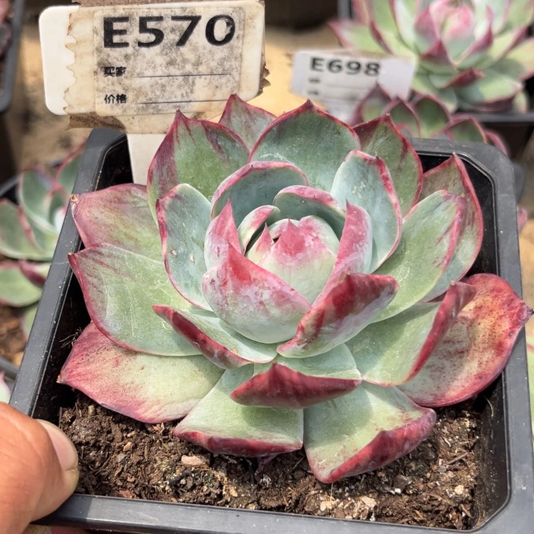 霏***霏惊鸿一瞥多肉植物570