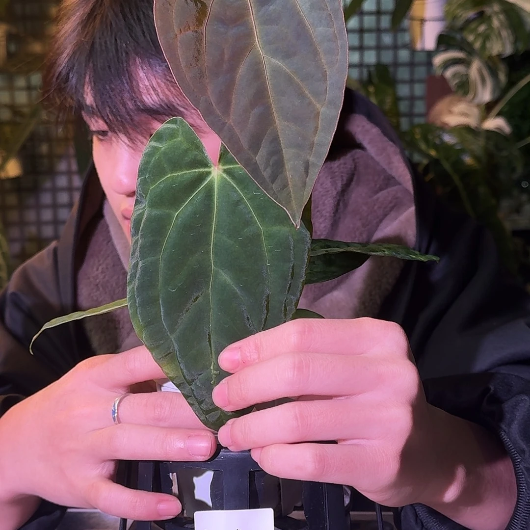 不开花植物H276papi盾杂蜘蛛papi