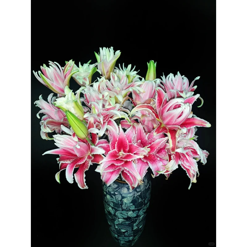 【莎莎公主】重瓣香水百合 一单包邮 云南鲜花昆明基地现采现发