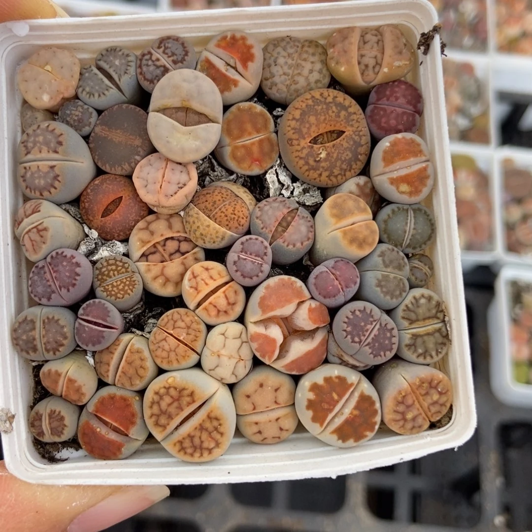 7497一盒混合有疤