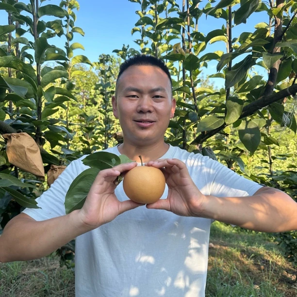 正宗(秋月梨）顺丰快递 贵州凤冈蜂岩镇十二湾金秋梨园现摘现发