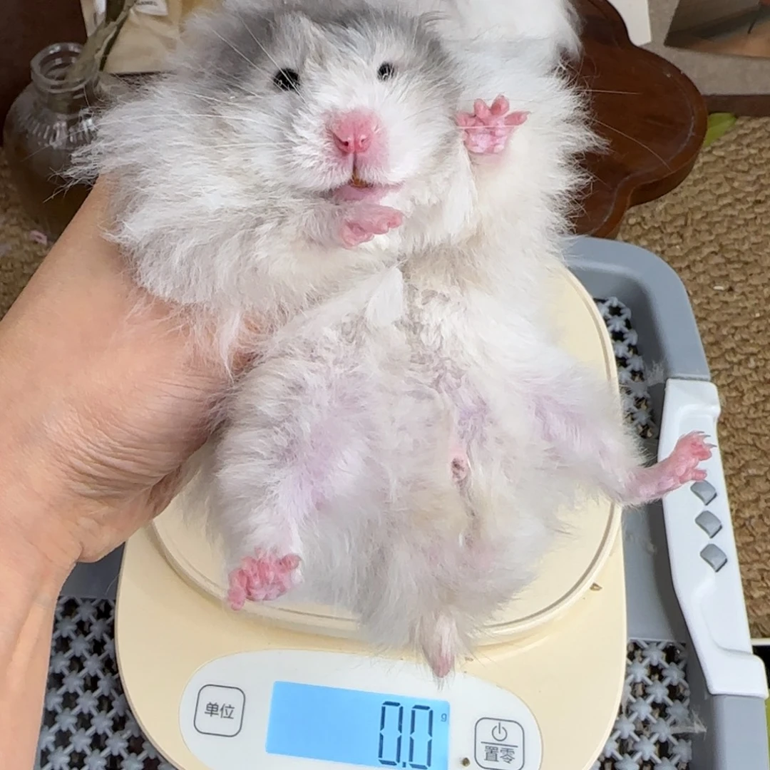 蓝波弟弟187g6个月