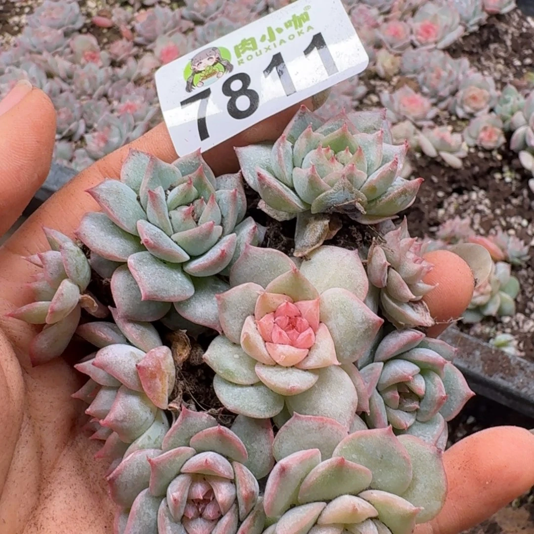 多肉植物多肉植物