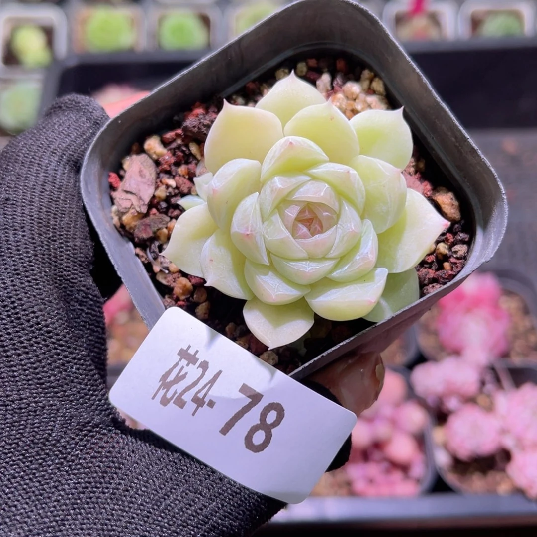 花24-78新品带仔