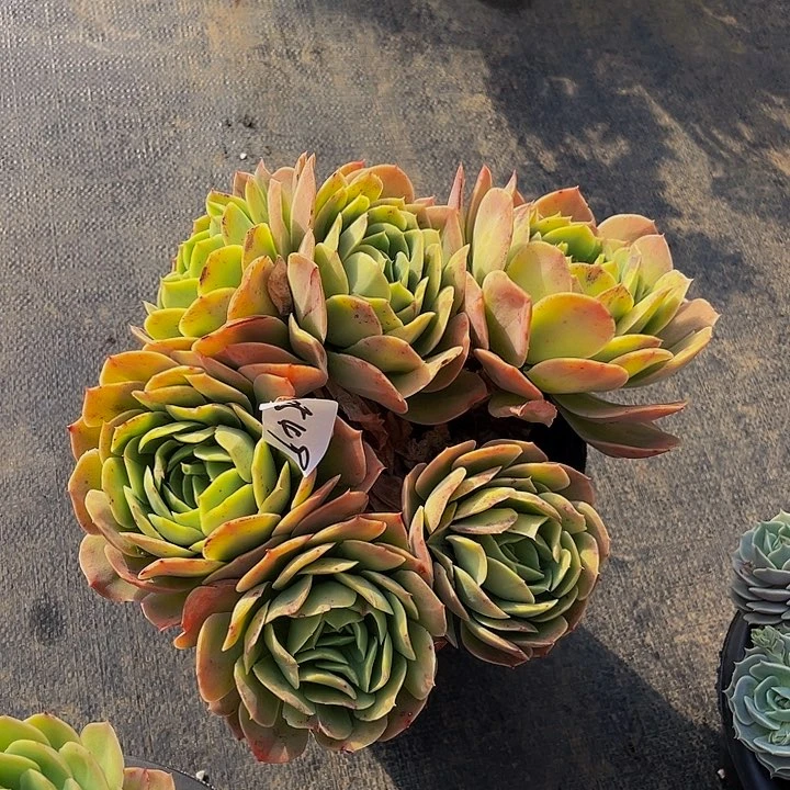 天***客桃花坞群0549