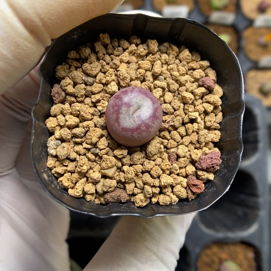 多肉植物肉锥杂交K-087 吕墨