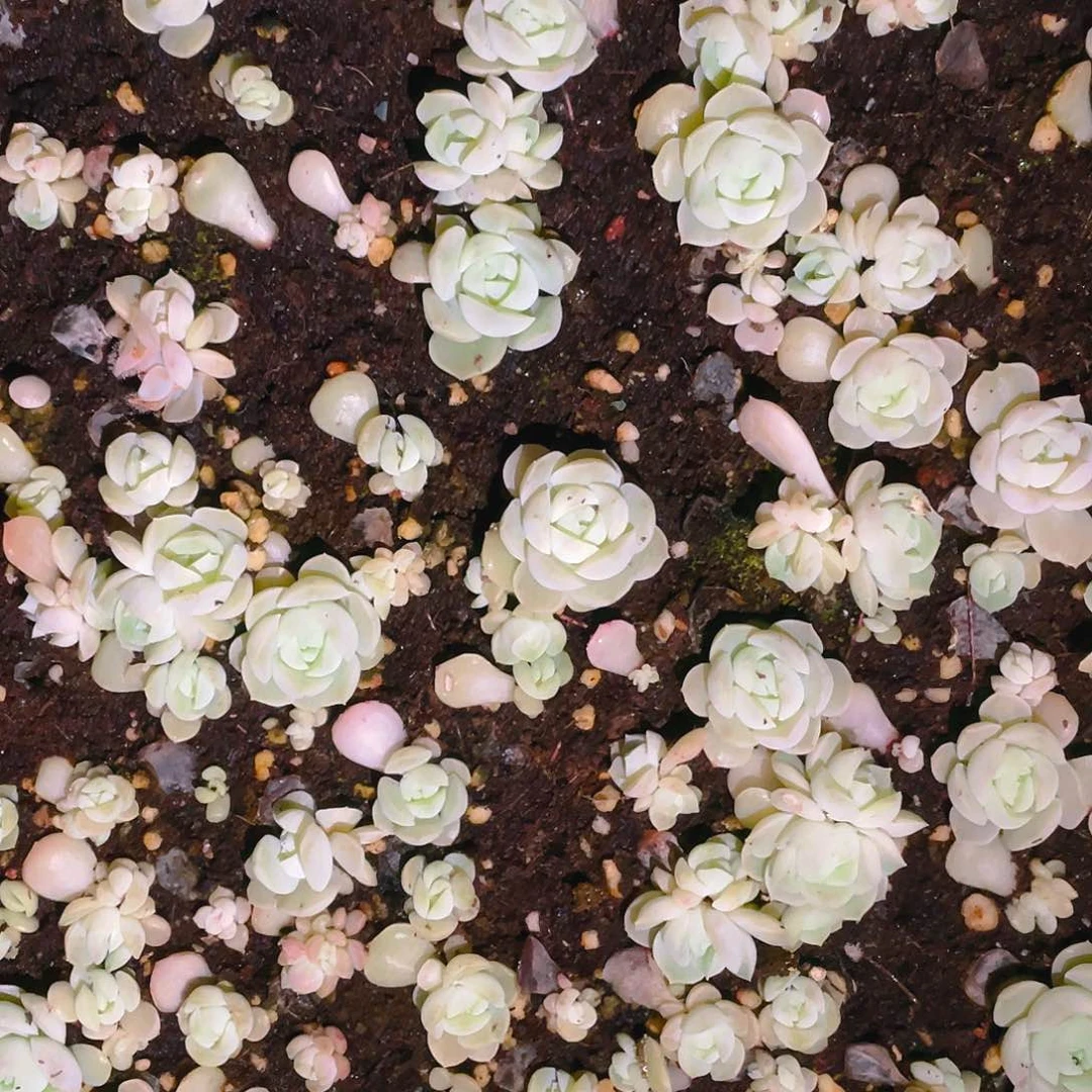 梦幻泡影 切糕苗一个满25包邮