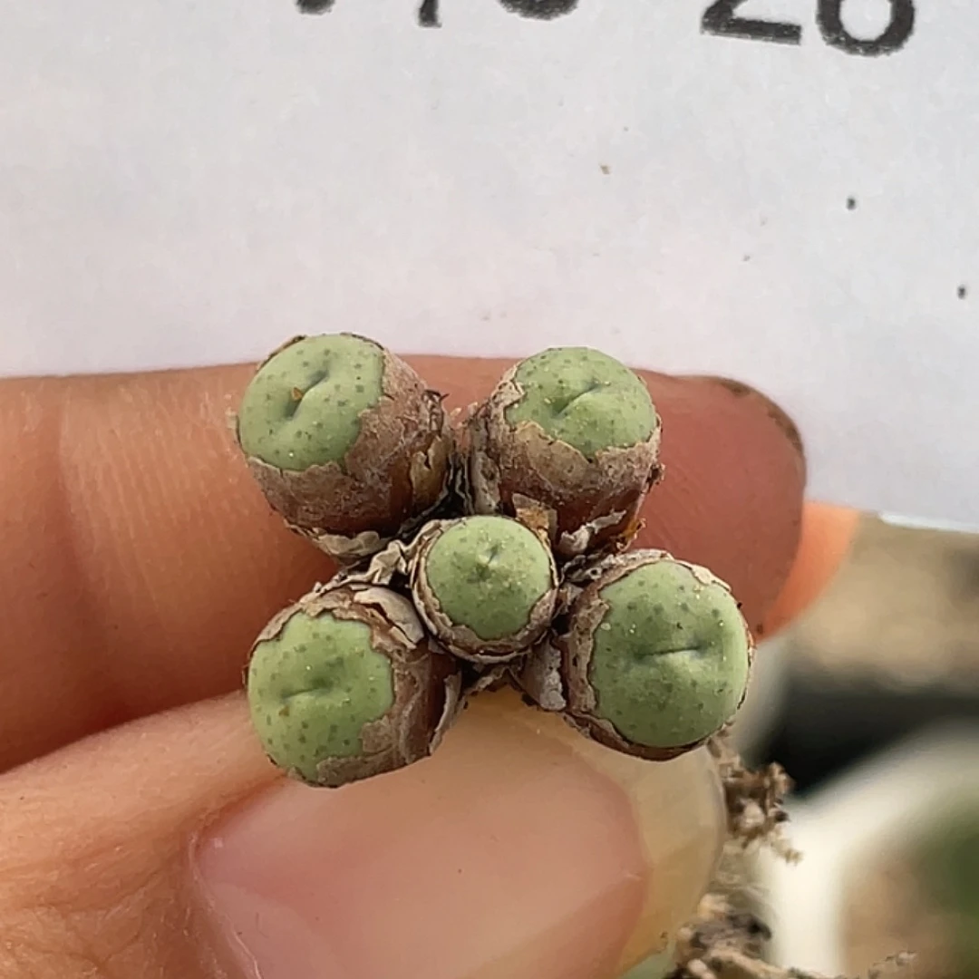 3-28奶油嘴多肉植物
