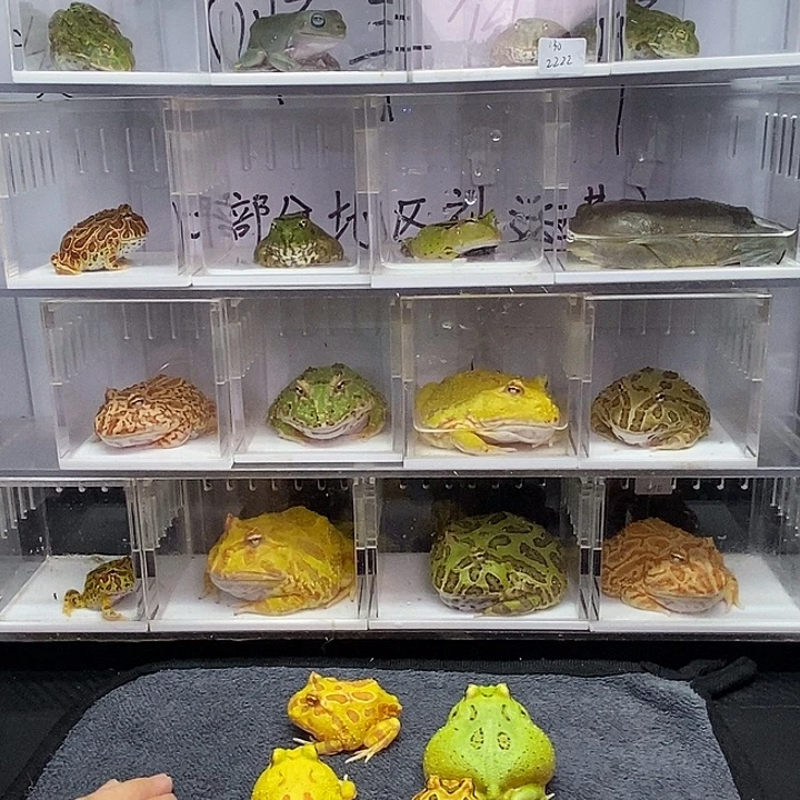 角蛙2273蛙蛙4只南美