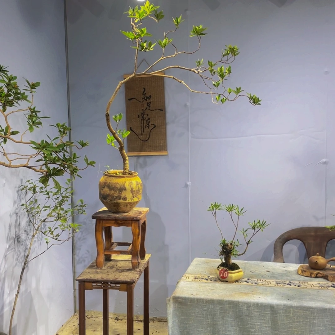 微***语无花朵海岛栀子花盆景
