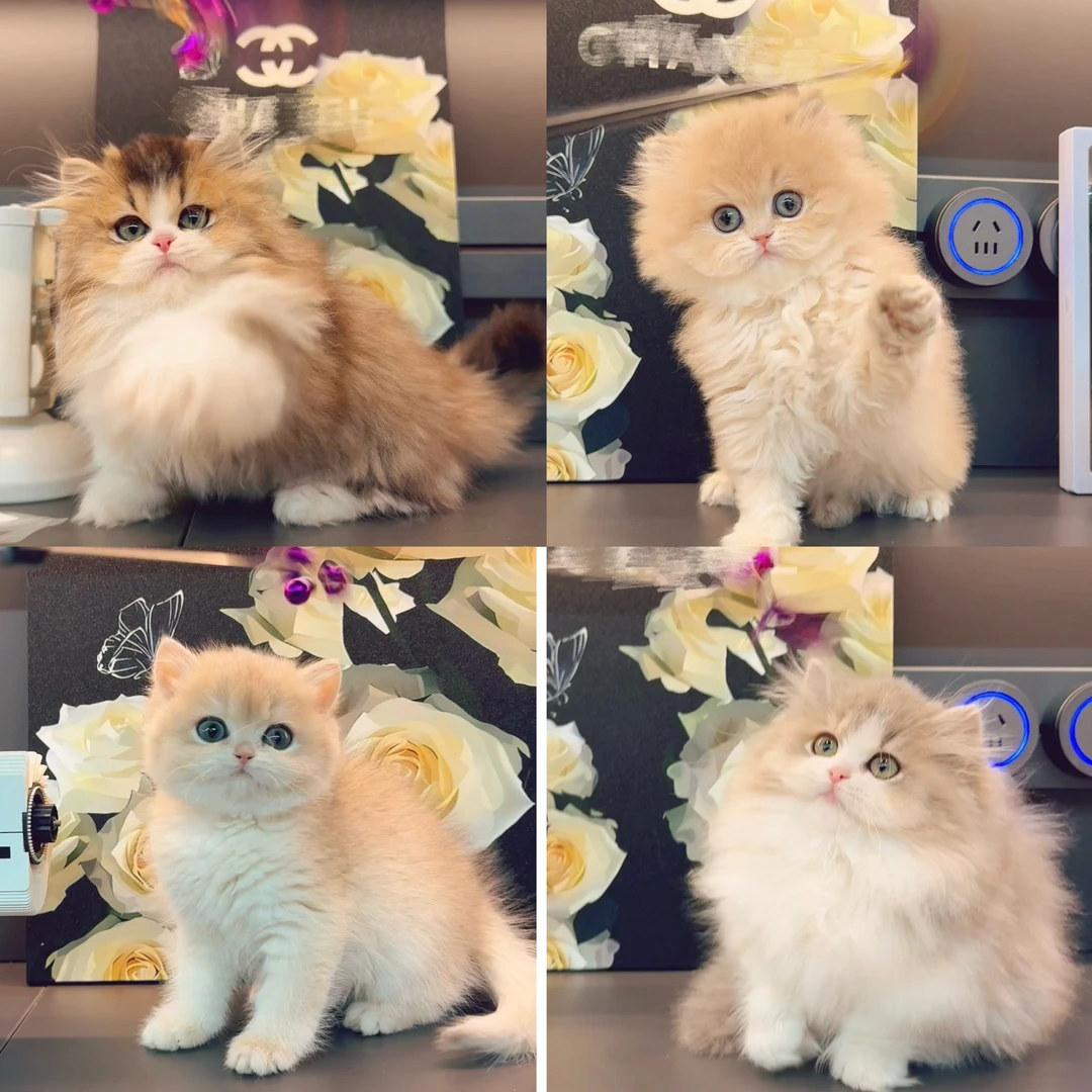 [金诺萌宠]活体猫咪