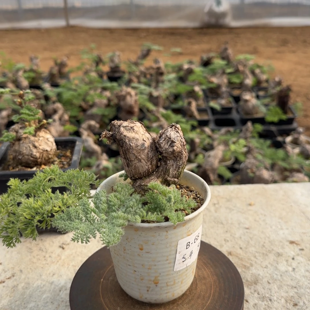 68枯木洋葵块根植物