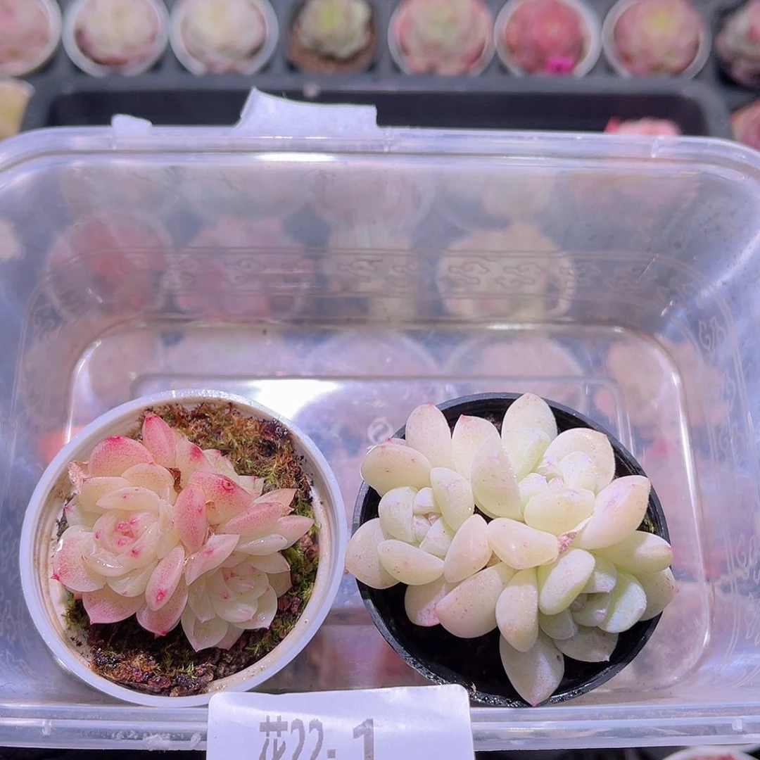 花利美22-1新品➕冰玉