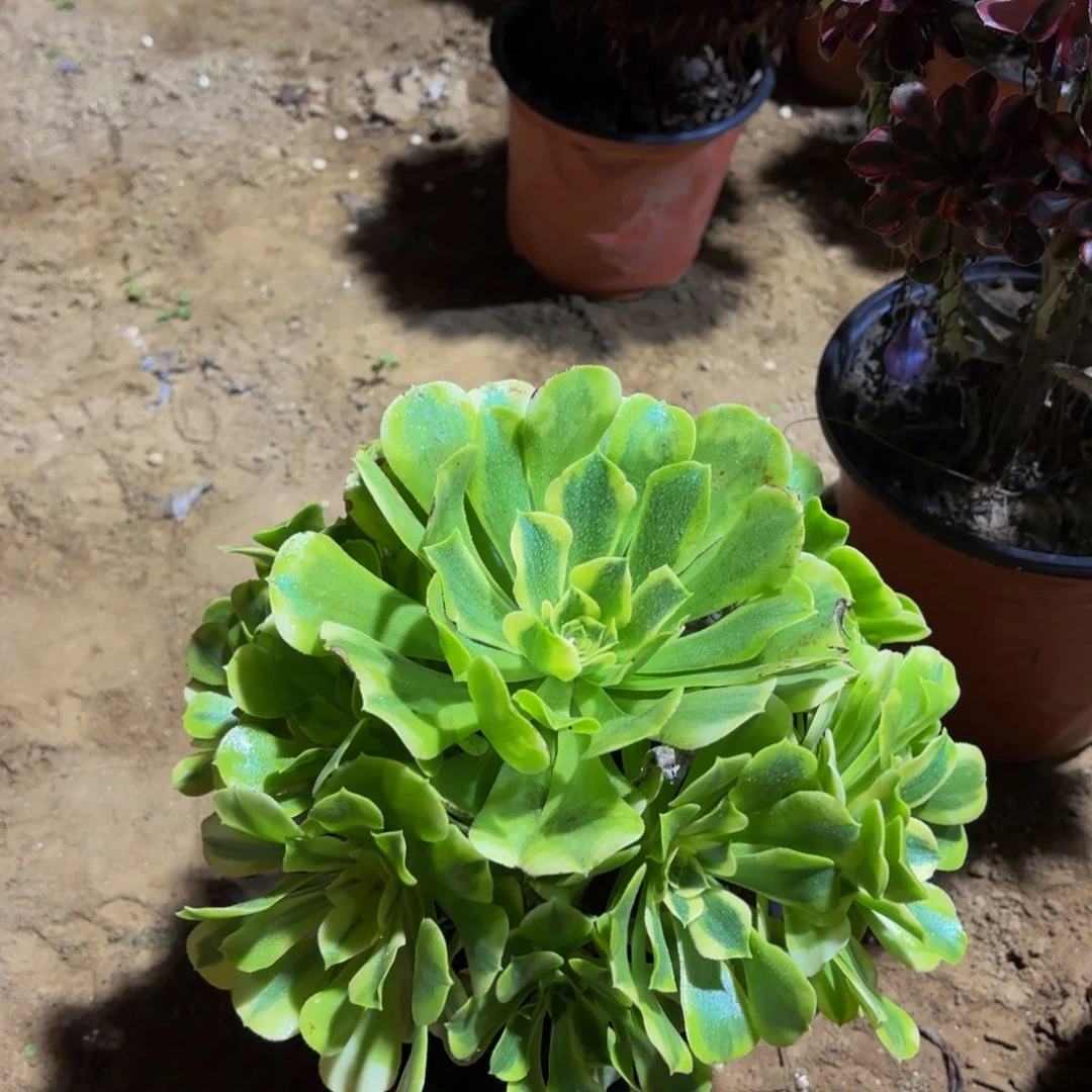 绿豆沙9.9木质老桩