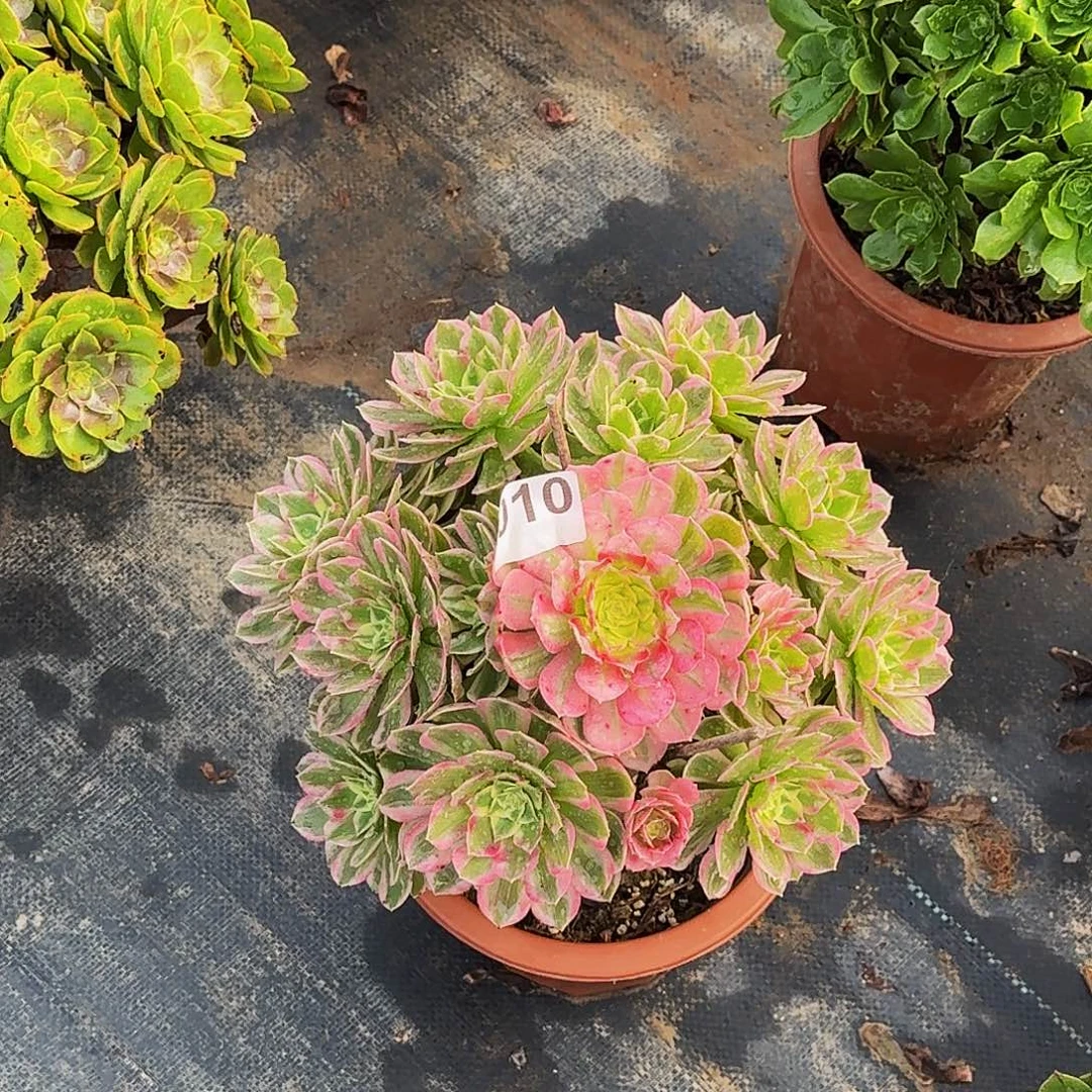 010海仙冠服27公分