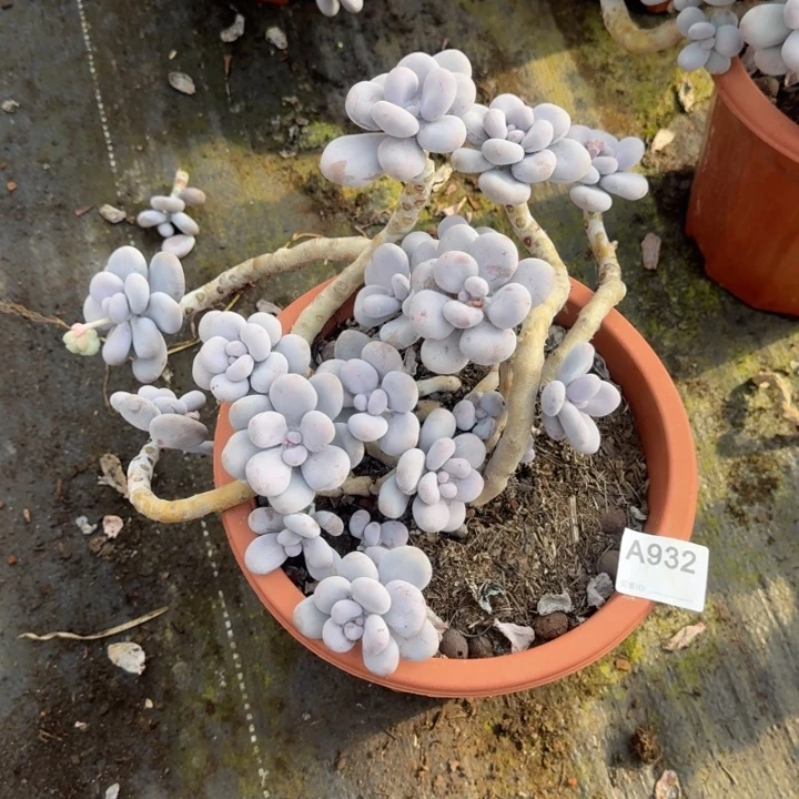 云南多肉奶酪老桩