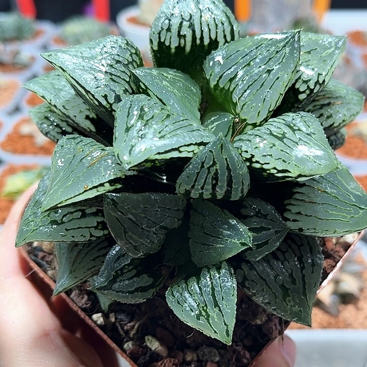 十二卷多肉玛莉莉