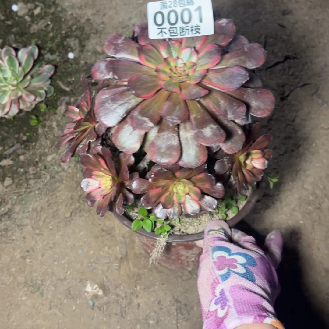M. 0001红茶多肉112333