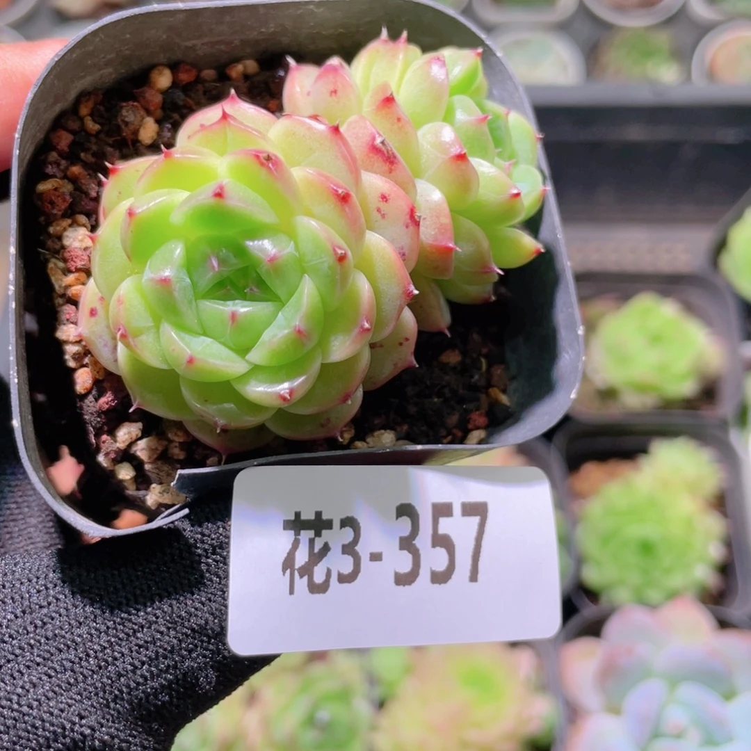 花利美3-357海王