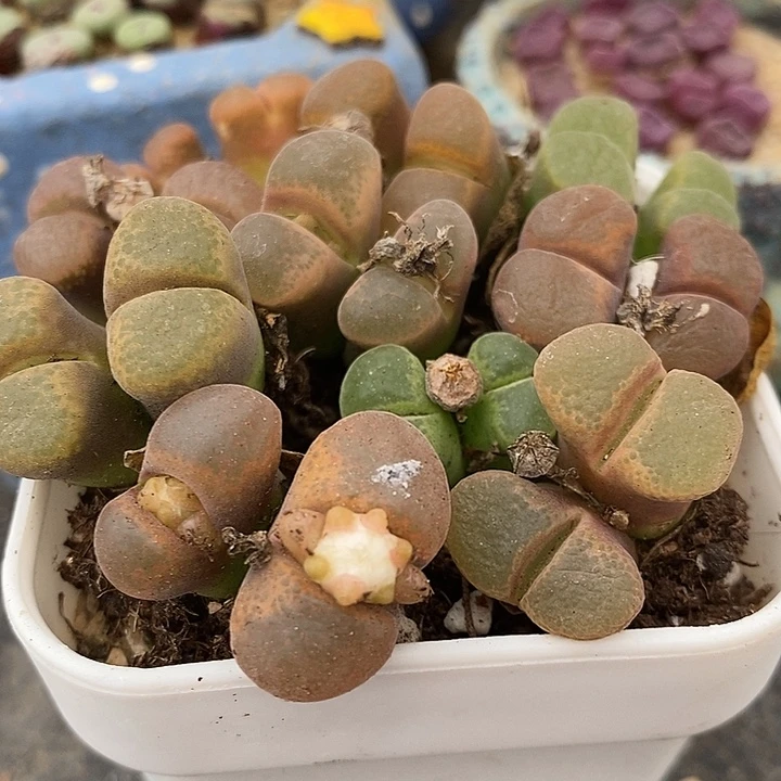 双头母本风铃10颗。