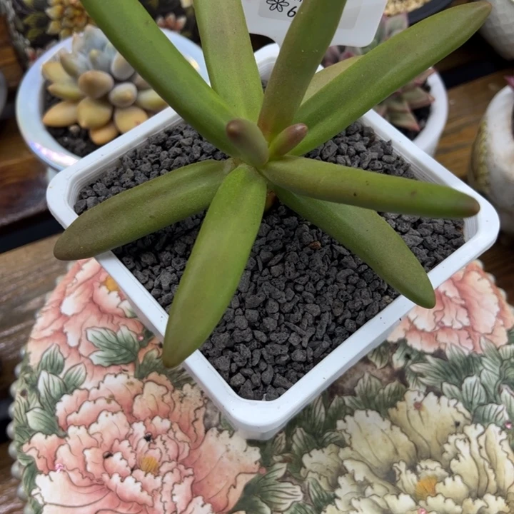 61717椰子树张张精品多肉