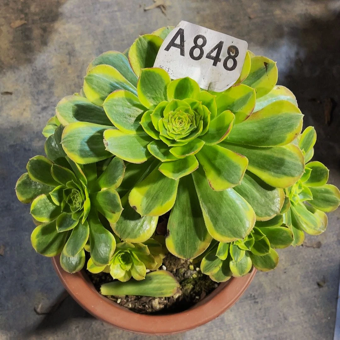 用****2奶白848法师有掉头