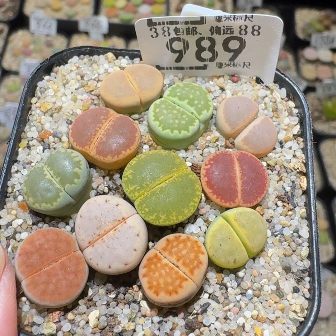 新***选Ssss精品生石花989