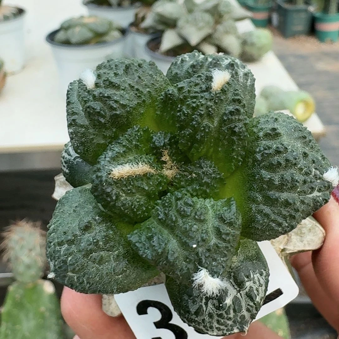 【闪购商品】无花朵荔枝尤哥斯拉392