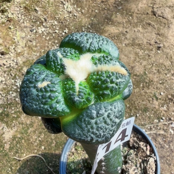 无花朵814苗接光面大尤连山牡丹东五