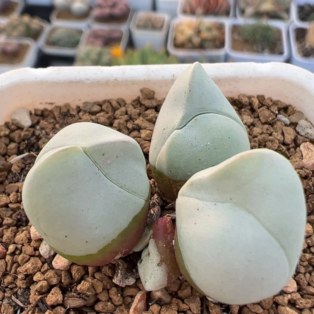 58多肉植物百科植物