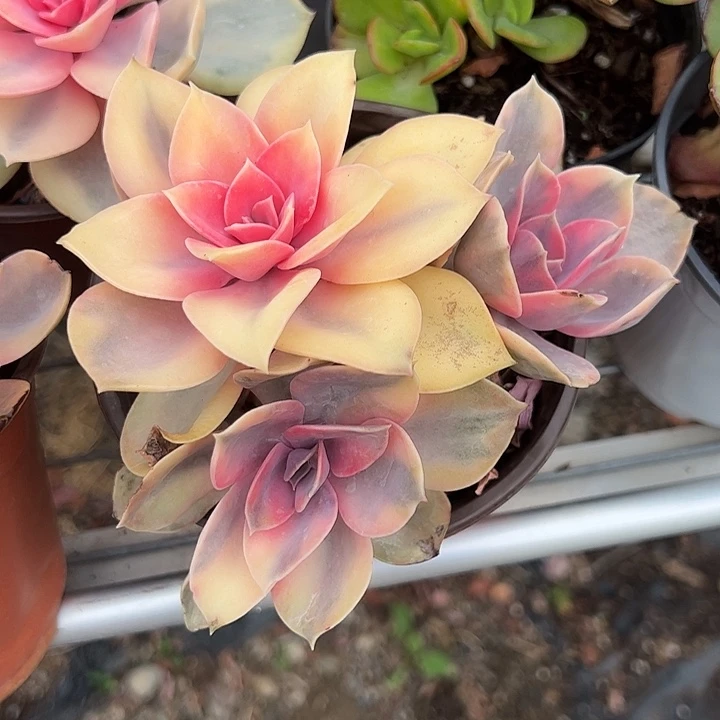 彩虹群生多肉植物