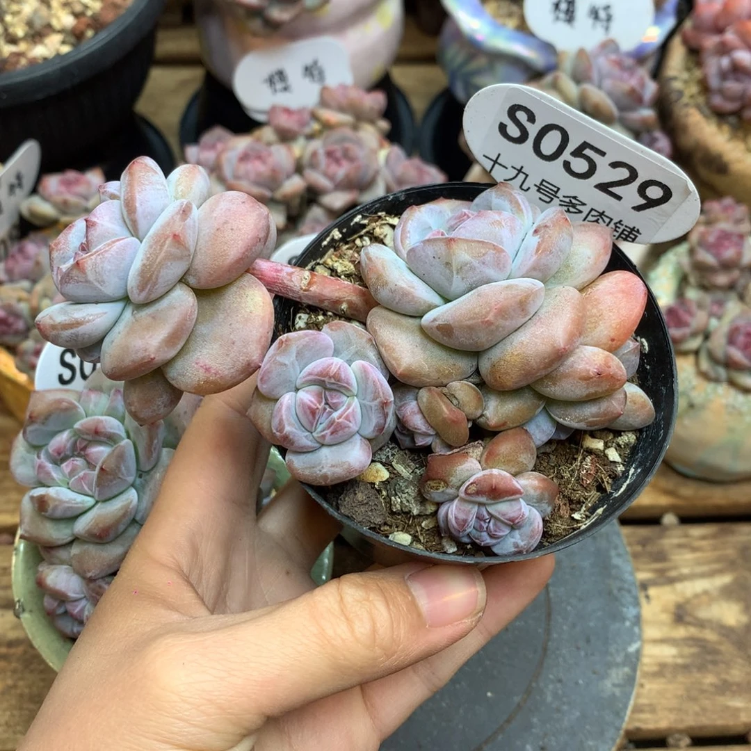 S0529 突尼斯 背景同款