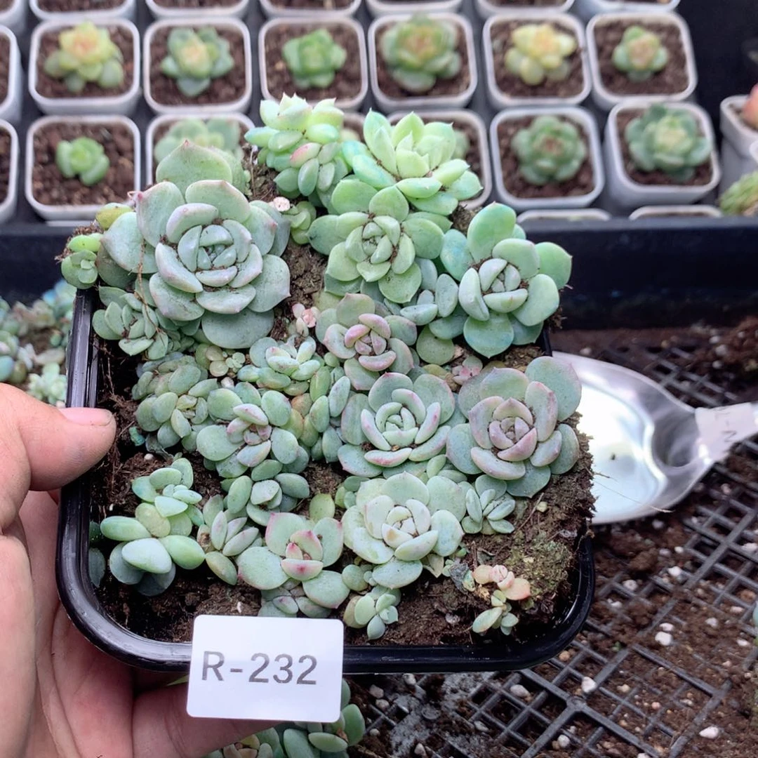 无花朵R232英语英语