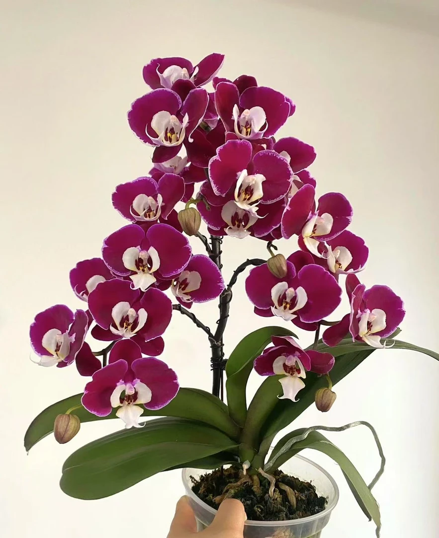 【米歇尔】蝴蝶兰3.0杯不带花剑稀有品种带香味浓香型