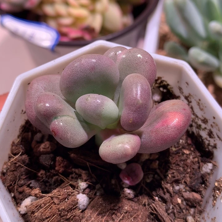 油煎奶酪锦锦锦锦锦锦
