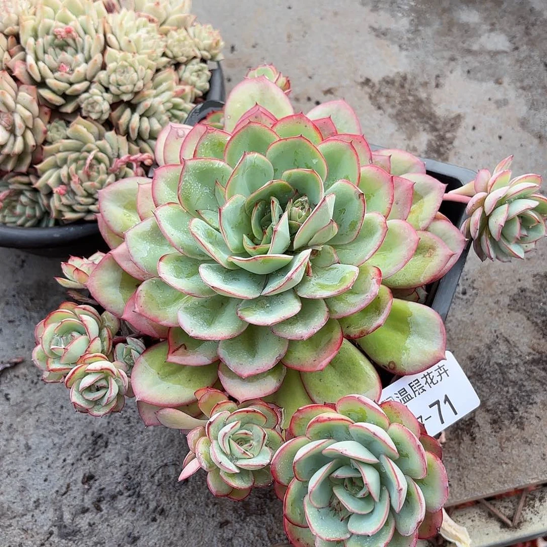 同温层多肉牡丹亭71